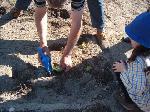 Os alunos aprendem a plantar alfaces.